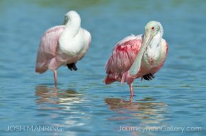 Josh Manring Photographer Decor Wall Art -  Florida Birds Everglades -101.jpg